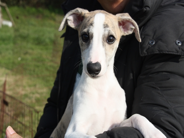 Image result for ç¬ Whippet  å­ç¬